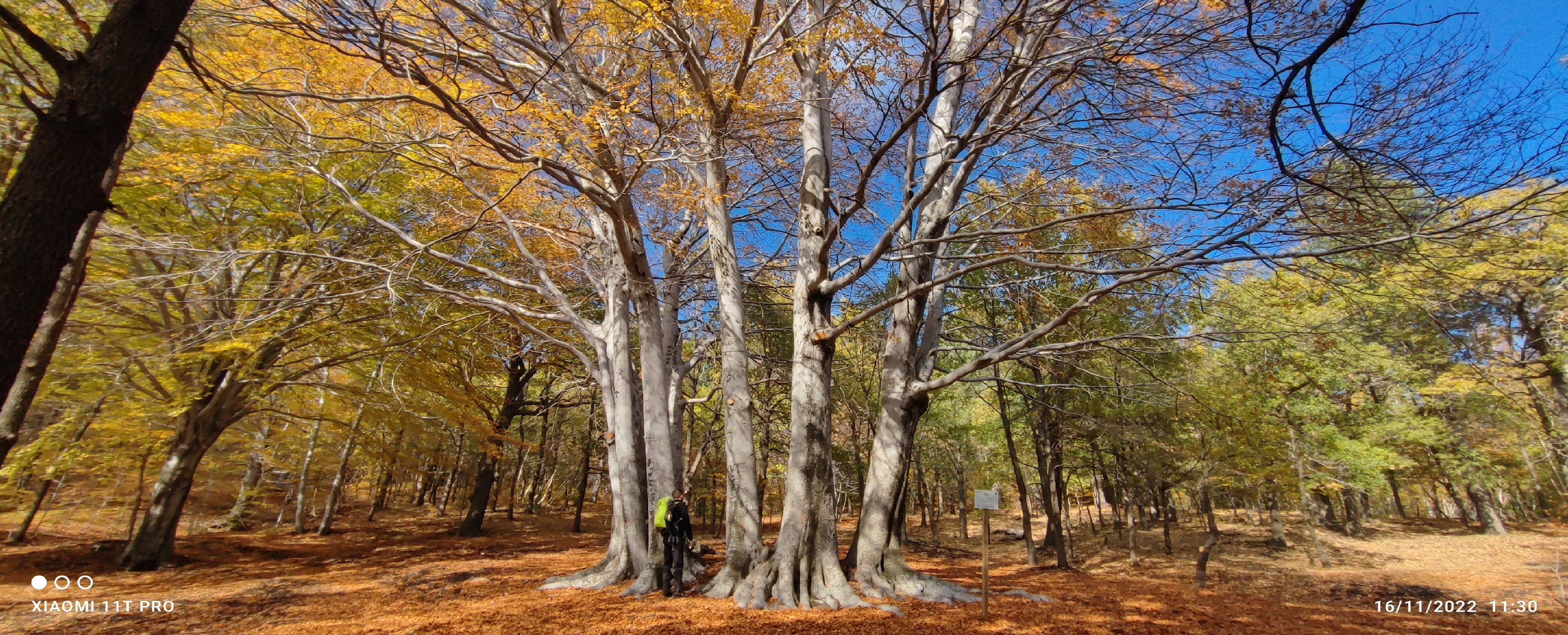 Alberi Monumentali